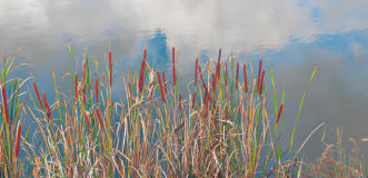Bullrushes