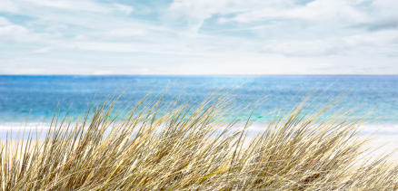 Sea grasses