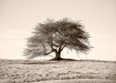 Lone Tree
